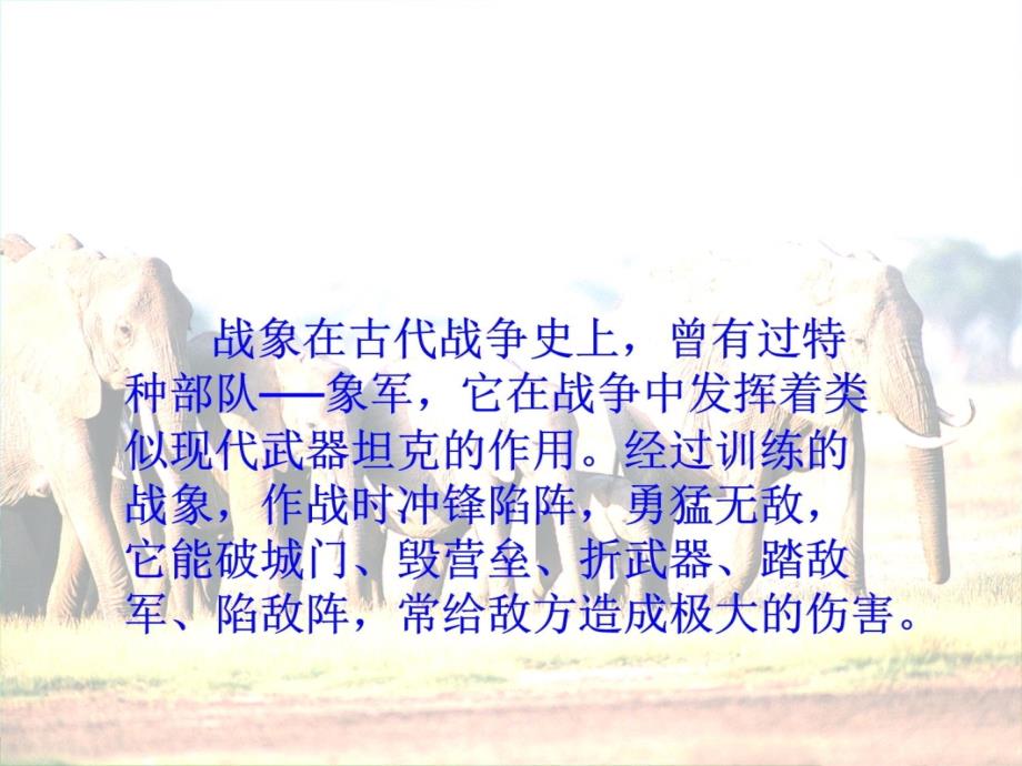 最后一头战象教案设计