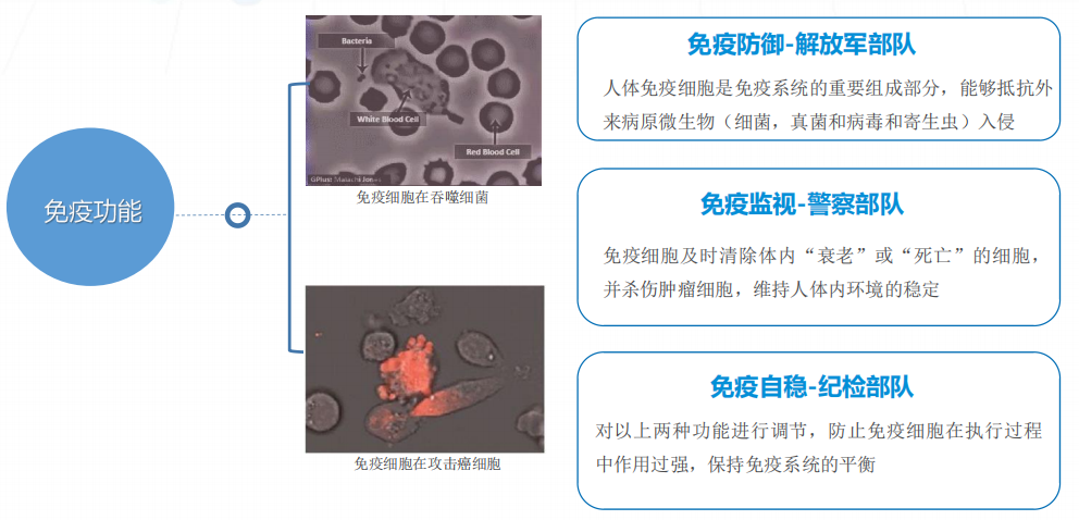 乙免，探寻未知领域的免疫奥秘