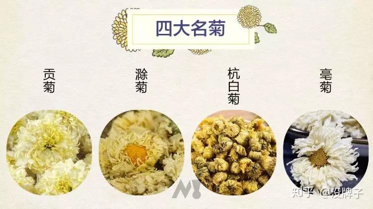 杭白菊的璀璨之旅，导游词详解