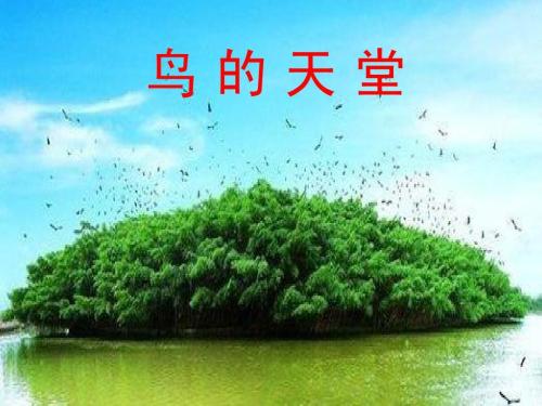 鸟的天堂教案，探索自然奥秘，培养生态意识