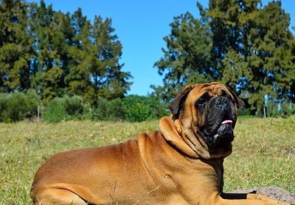 獒犬电影，超越银幕的忠诚与勇气
