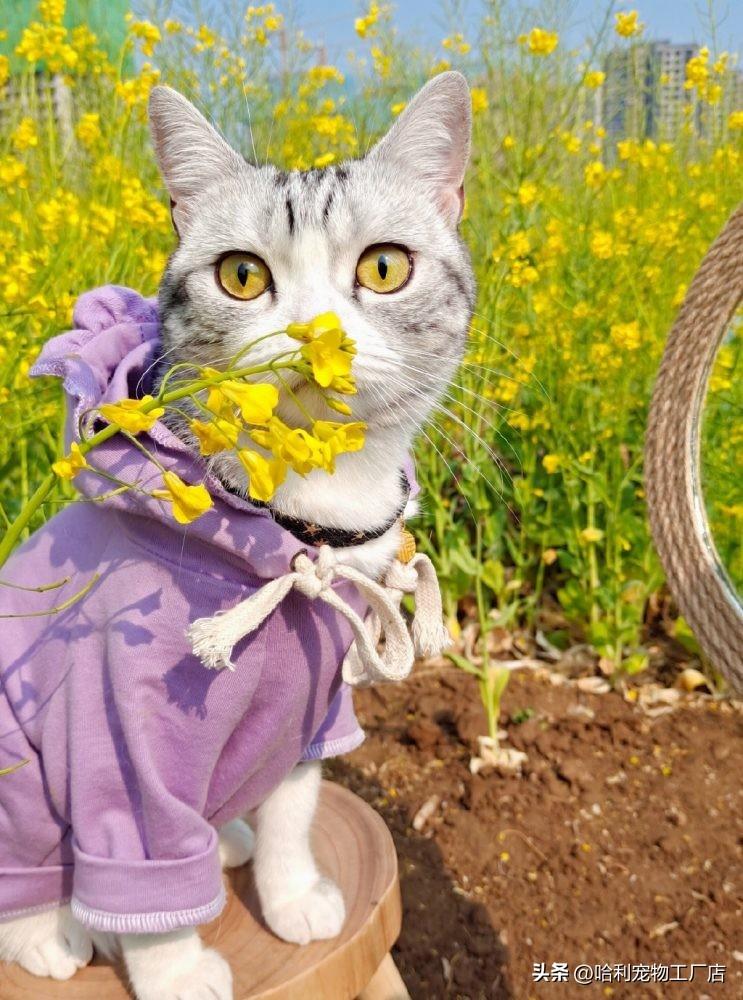 我是猫，独特的视角与深邃的思考