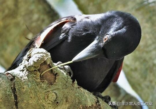 乌鸦喝水教案，创新教学方法与深度理解