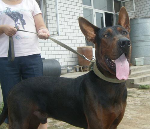 獒犬电影，超越银幕的忠诚与勇气