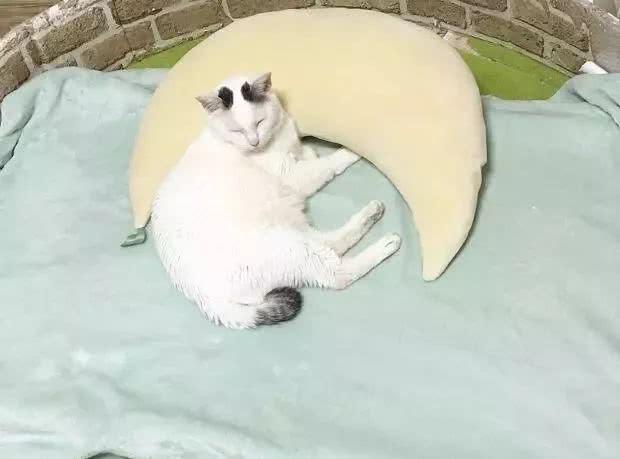 我是猫，独特的生命观察与深邃的思考
