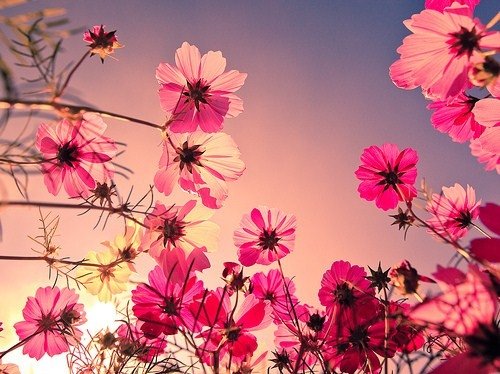 生如夏花之绚烂