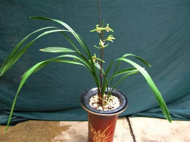 植物妈妈有办法教学反思