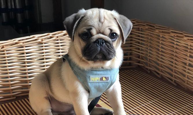 巴哥犬好养吗？深度解析这一宠物养护之路