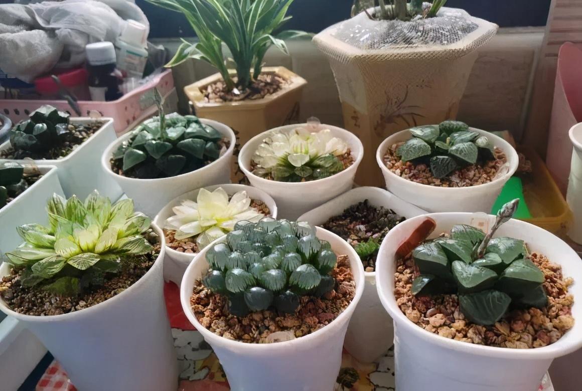排列35的奥秘，深度讲解与探索
